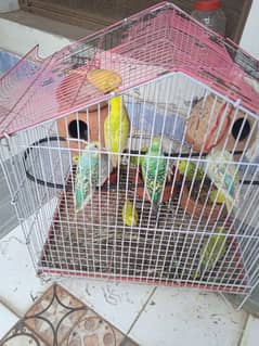 breeding pairs of Australian parrots