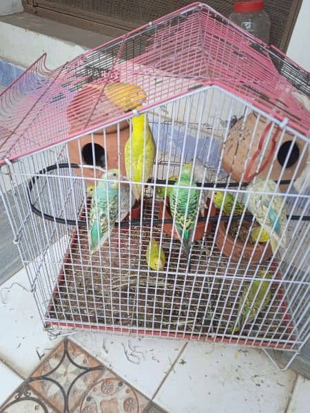 breeding pairs of Australian parrots 0