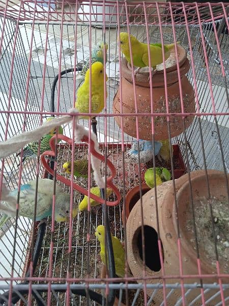 breeding pairs of Australian parrots 1