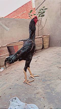 King Size Shamo Aseel Murgha Black Breeder