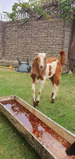 Male Goat For Sale