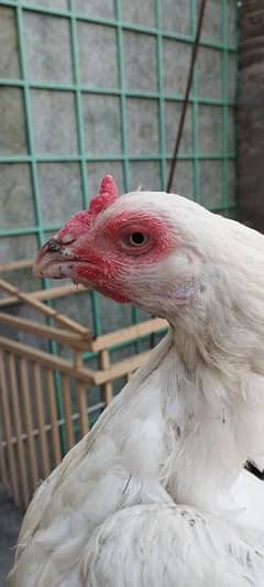 Aseel hen for sale