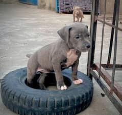 American Pitbull puppy for sell
