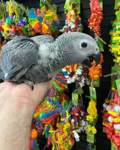 African Grey Parrot chicks for sale0321=8769=078