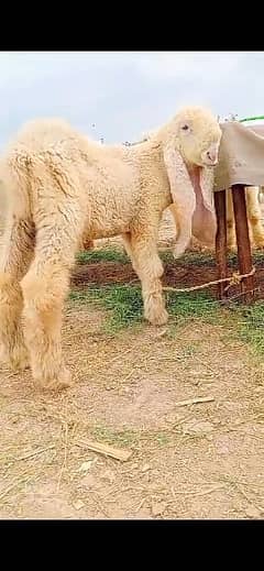 Sheep| kakah  kajla Chatra | ککہ   كجلا چھترا