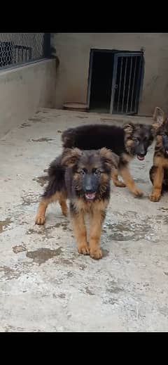 German Shepherd puppy