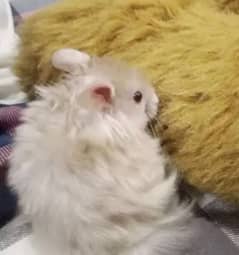 cute hamster for sale in multan