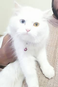 Russian Triple Coated Double Eye Colour Full Pure White Female Cat