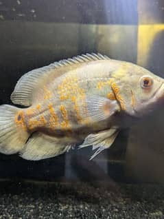 albino Oscar fish
