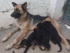 german shepherd puppies 03135596704