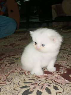 Persian Kitten for sale