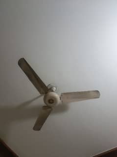 fan available for sale