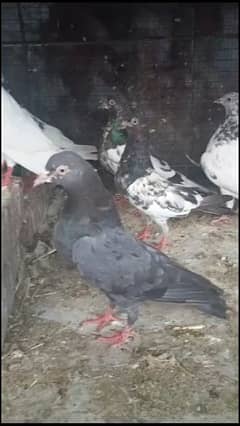 pigeon