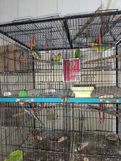 birds with cage offer