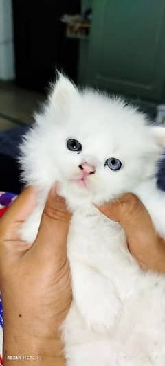 Persian White kittens