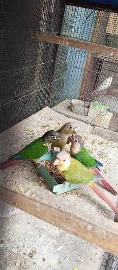 Piniple kanor & Green Chick kanour Available in Reasonable Price