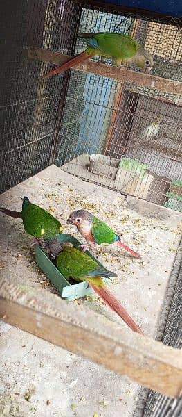 Piniple kanor & Green Chick kanour Available in Reasonable Price 1