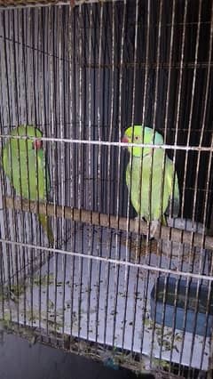 urgent sale without cage 03187598736 talking parrot face to face