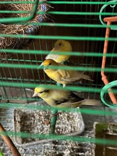 canary singing bird with cage
