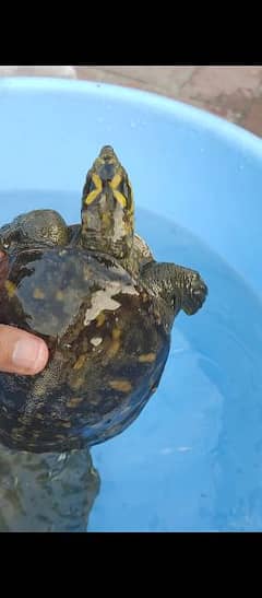 Indian Soft Shell Turtle Pair for urgent sale