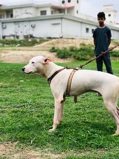 bull terrier/bull dong dog