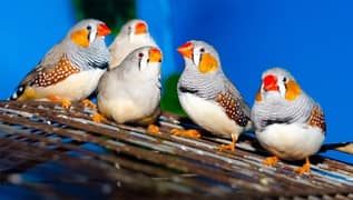 /zebra finches or white