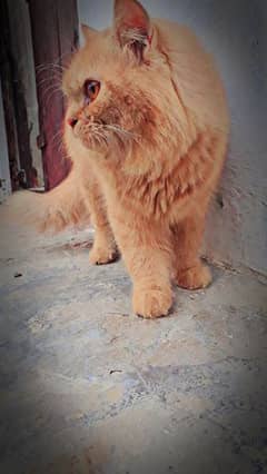 Golden colour female cat