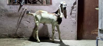 goat bara for sale . . 03154618680