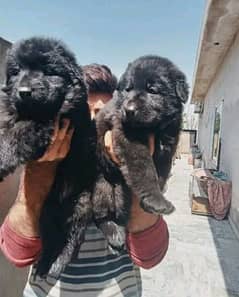 German shepherd / black German puppies available for sale