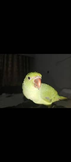 RINGNECK PARROT FOR SALE