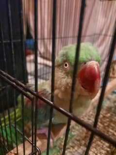 raw parrot