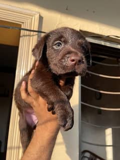 chocolate Labrador puppies pure British for sale
