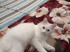 Persian Kitten Pair 6 months old Triple Coat, Fully Litter Trained