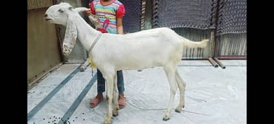 White ghulabi ghban bakri for sale , White pregnant goat for sale