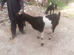 goat for sale