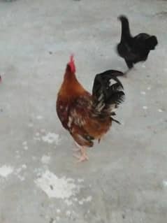 desi hen pair price 4000