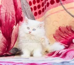 Persian cat with odd eyes