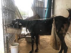 bakri for sale