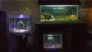 fishies & aquarium available for sell