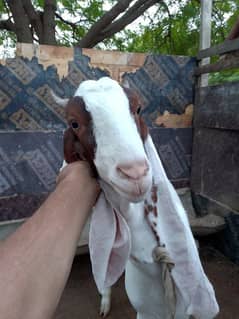 Fresh 2 dant Gulabi bakri for sale