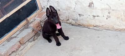 show Quaulty Male puppy Black shaphard long court