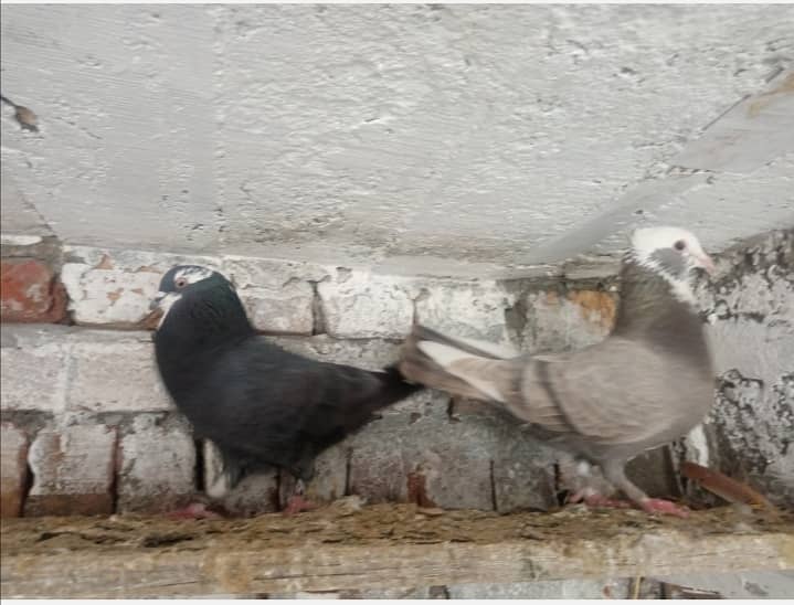 pigeon for sale 2