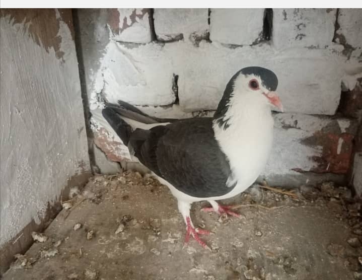 pigeon for sale 4