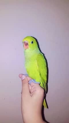 green ringneck / pahari self parrot chicks