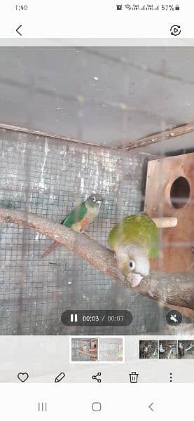 Green cheek yellow sided cnore 0