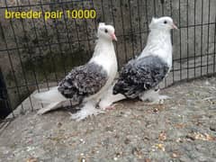 pigeon| Jacobin| norwich| frillback saddle | amarican fantail