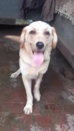 american labrador Adult dog for sale