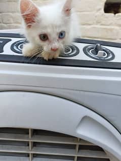 white Persian kitten 1 month