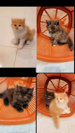 Persian kittens