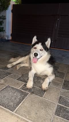 Siberian Husky